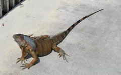 Iguana iguana