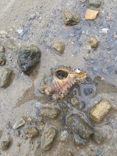 Orange-striped Hermit Crab