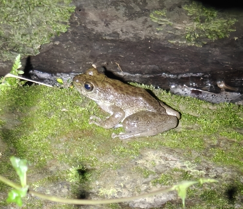 Pegu Torrent Frog, Amolops marmoratus