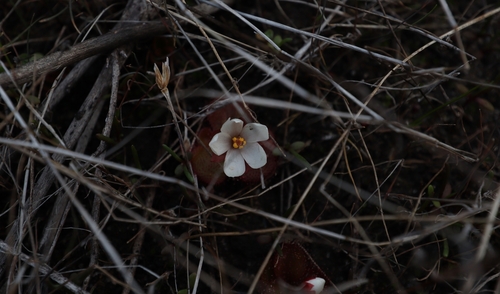 Drosera tubaestylis Lehm. 2