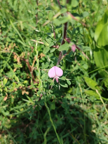 Spiny restharrow