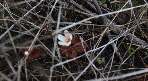 Drosera tubaestylis Lehm.