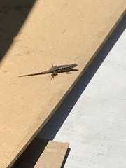 Sceloporus occidentalis
