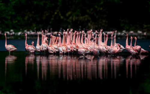 iNaturalist image