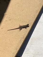 Sceloporus occidentalis
