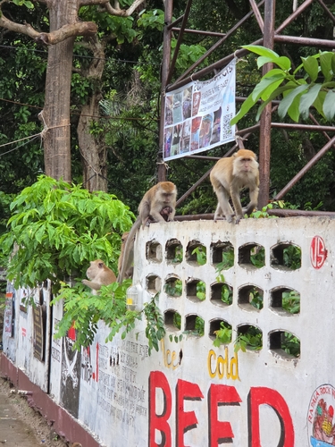 Long-tailed Macaque