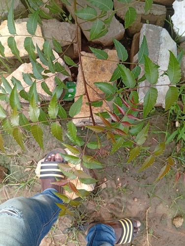 Neem