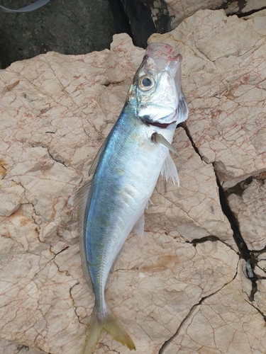 Atlantic horse mackerel (Trachurus trachurus) — Carangidae — 4