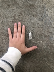 Hypercompe scribonia