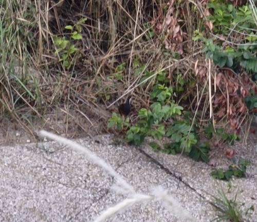 White-breasted Waterhen