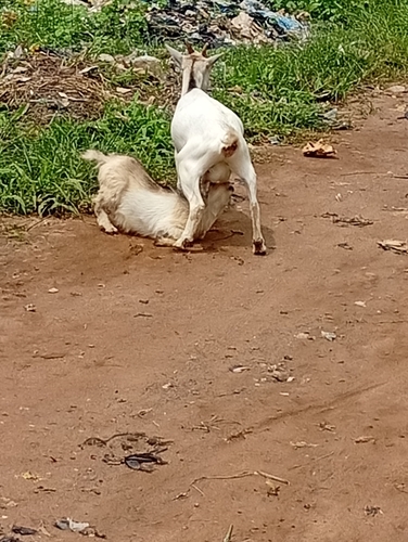 Domestic Goat