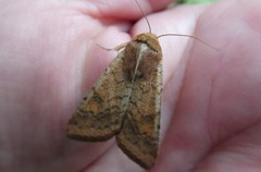 Helicoverpa armigera conferta