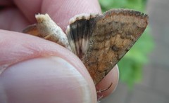 Helicoverpa armigera conferta