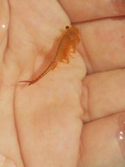 Eubranchipus vernalis