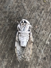 Hypercompe scribonia