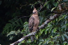 Javan Hawk-Eagle photo 2