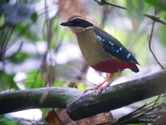 Pitta angolensis pulih