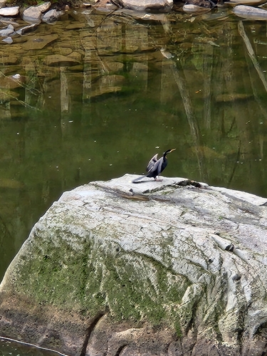 Australasian Darter