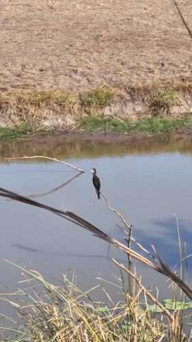 Little Cormorant