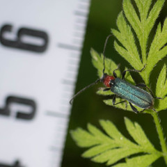 Lytta crotchii