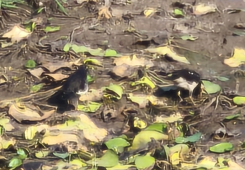 Siamese Pied Starling