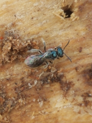 Lasioglossum coeruleum