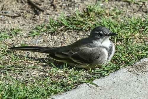 iNaturalist image