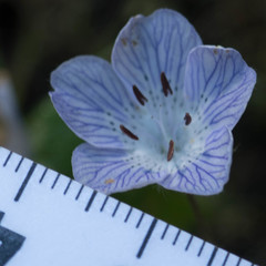 Nemophila menziesii menziesii