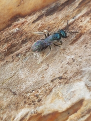 Lasioglossum coeruleum
