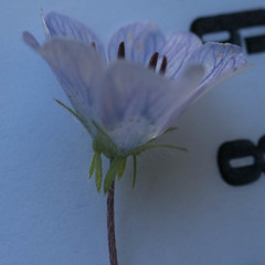 Nemophila menziesii menziesii
