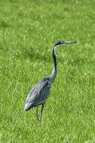 iNaturalist: (c) jean hirons, some rights reserved (CC BY-NC), uploaded by jean hirons iNaturalist image