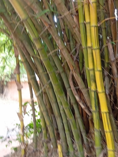 common bamboo