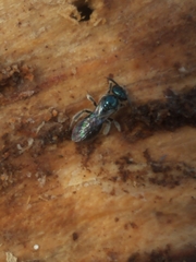 Lasioglossum coeruleum