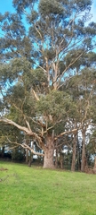Eucalyptus ovata, photograph author not stated, no rights reserved