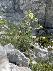 Turbith (Athamanta turbith)