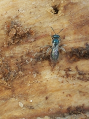 Lasioglossum coeruleum