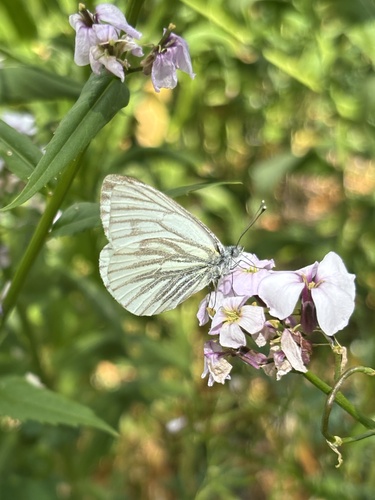 Green-veined White