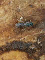 Lasioglossum coeruleum