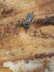 Lasioglossum coeruleum