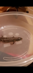 Lacerta agilis