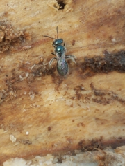 Lasioglossum coeruleum