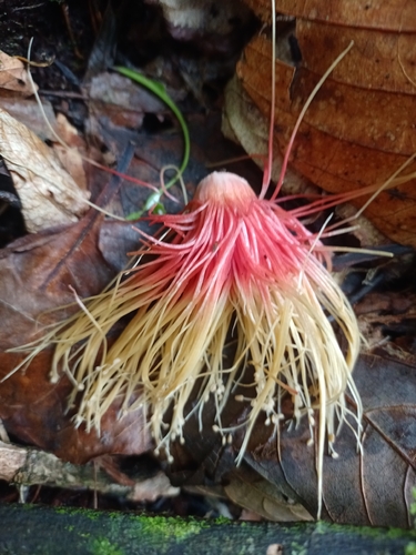 Planchonia spectabilis observed 2025-10-25