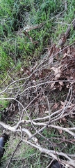 Eucalyptus ovata, photograph author not stated, no rights reserved