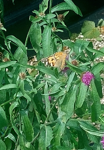Painted Lady