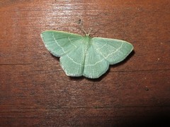 Chlorissa viridata