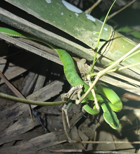 Spot-tailed Pitviper