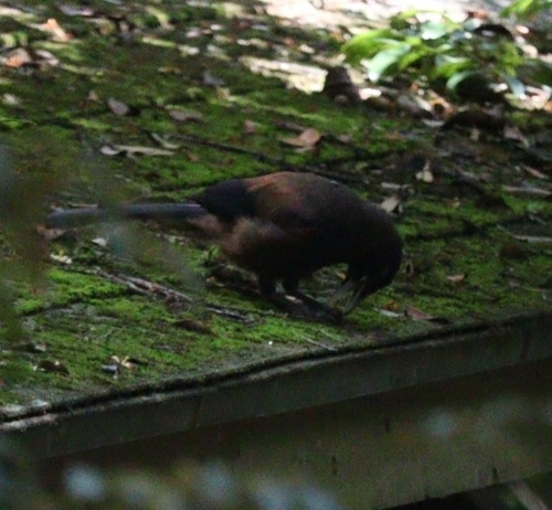 Garrulus lidthi observed 2026-05-30