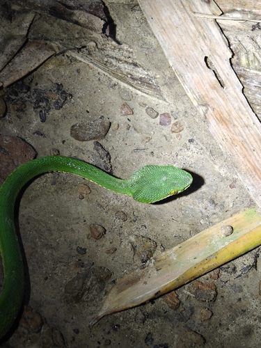 Spot-tailed Pitviper