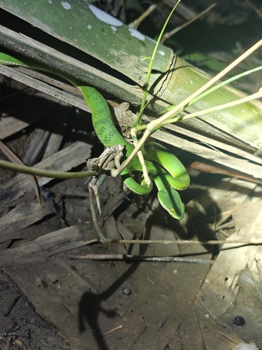 Spot-tailed Pitviper