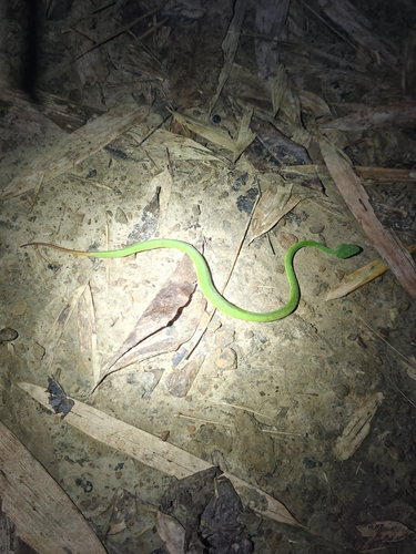 Spot-tailed Pitviper